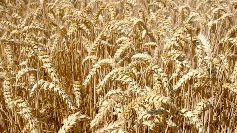 Wheat Field. Ears of wheat close up. Harvest and harvesting concept. Field of Stock Footage 112791597