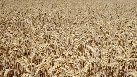 Wheat Field. Ears of wheat close up. Harvest and harvesting concept. Field of Stock Footage 113610312