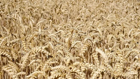 Wheat Field. Ears of wheat close up. Harvest and harvesting concept. Field of Stock Footage 115703882