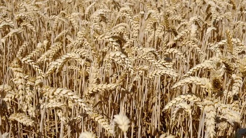 Wheat Field. Ears of wheat close up. Harvest and harvesting concept. Field of Stock Footage 115703884