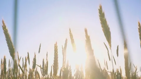 Wheat Field. Ears of wheat close up. Beautiful spikelets at sunset Видео 122455759