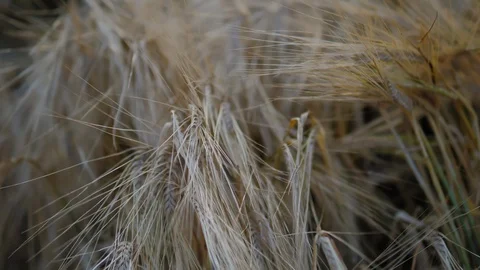 Wheat Field. Ears of wheat close up. Stock Footage 126118002