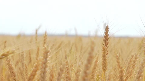 Wheat Field, Ears of wheat close up, Crane and Dolly Shot Over Wheat field  Stock Footage 129390669