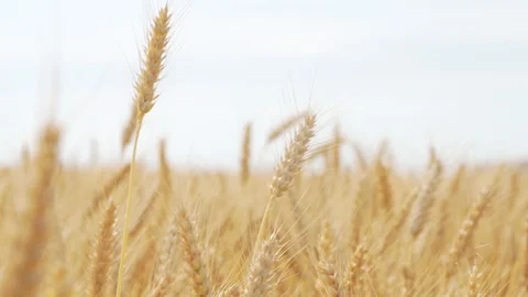Wheat Field, Ears of wheat close up, Crane and Dolly Shot Over Wheat field  스톡 동영상 129391103
