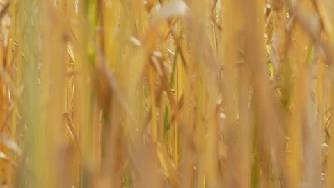 Wheat Field, Ears of wheat close up, Crane and Dolly Shot Over Wheat field  스톡 동영상 129391162
