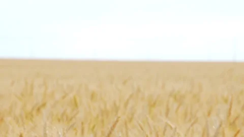 Wheat Field, Ears of wheat close up, Crane and Dolly Shot Over Wheat field  스톡 동영상 129391623