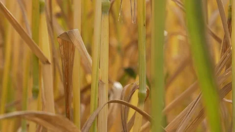 Wheat Field, Ears of wheat close up, Crane and Dolly Shot Over Wheat field  스톡 동영상 129391771
