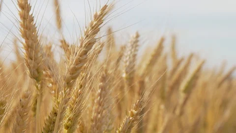 Wheat Field, Ears of wheat close up, Crane and Dolly Shot Over Wheat field  스톡 동영상 129391838