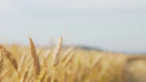 Wheat Field, Ears of wheat close up, Crane and Dolly Shot Over Wheat field  스톡 동영상 129391879