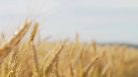 Wheat Field, Ears of wheat close up, Crane and Dolly Shot Over Wheat field  스톡 동영상 129391965