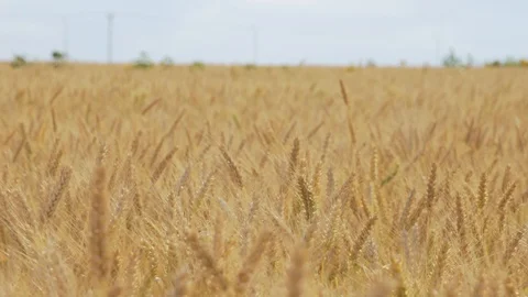 Wheat Field, Ears of wheat close up, Crane and Dolly Shot Over Wheat field  스톡 동영상 129392013