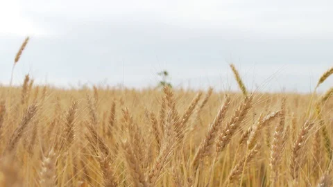 Wheat Field, Ears of wheat close up, Crane and Dolly Shot Over Wheat field  스톡 동영상 129392270