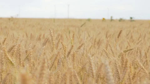 Wheat Field, Ears of wheat close up, Crane and Dolly Shot Over Wheat field  스톡 동영상 129392276
