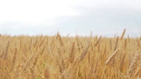 Wheat Field, Ears of wheat close up, Crane and Dolly Shot Over Wheat field  스톡 동영상 129392638