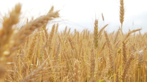 Wheat Field, Ears of wheat close up, Crane and Dolly Shot Over Wheat field  스톡 동영상 129392819