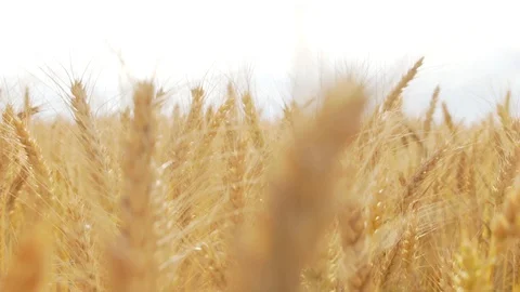 Wheat Field, Ears of wheat close up, Crane and Dolly Shot Over Wheat field  스톡 동영상 129392820