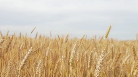 Wheat Field, Ears of wheat close up, Crane and Dolly Shot Over Wheat field  스톡 동영상 129392934