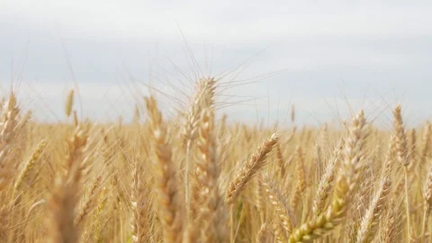 Wheat Field, Ears of wheat close up, Crane and Dolly Shot Over Wheat field  스톡 동영상 129393215