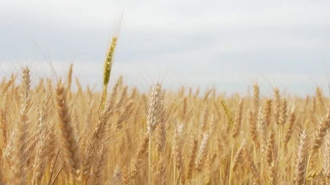 Wheat Field, Ears of wheat close up, Crane and Dolly Shot Over Wheat field  스톡 동영상 129393224