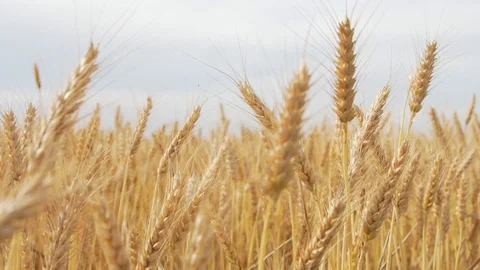 Wheat Field, Ears of wheat close up, Crane and Dolly Shot Over Wheat field  스톡 동영상 129393332
