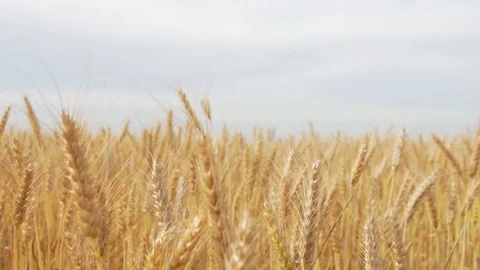 Wheat Field, Ears of wheat close up, Crane and Dolly Shot Over Wheat field  스톡 동영상 129393769