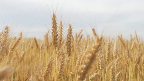 Wheat Field, Ears of wheat close up, Crane and Dolly Shot Over Wheat field  스톡 동영상 129393801
