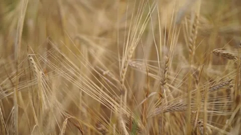 Wheat Field. Ears of wheat close up. Harvest and harvesting concept Stock Footage 136571591