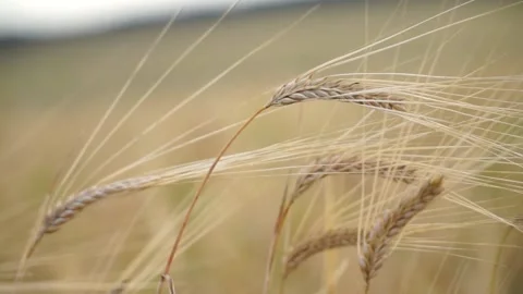 Wheat Field. Ears of wheat close up. Harvest and harvesting concept Stock Footage 136571594