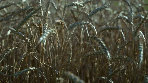 Wheat Field. Ears of wheat close up. Harvest and harvesting concept. Grown Stock Footage 154635997