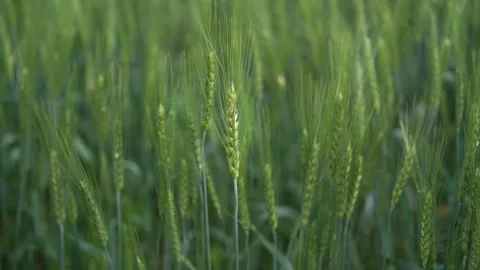 Wheat Field. Ears of wheat close up. Harvest and harvesting concept. Stock Footage 156515505