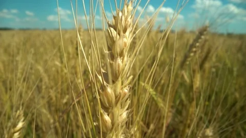 Wheat Field. Ears of wheat close up. Harvest and harvesting concept. Macro shot. Stock Footage 156608089