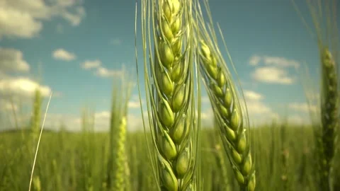 Wheat Field. Ears of wheat close up. Harvest and harvesting concept. Macro shot Stock Footage 156749754