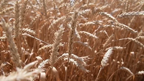 Wheat Field. Ears of wheat close up Stock Footage 157231904