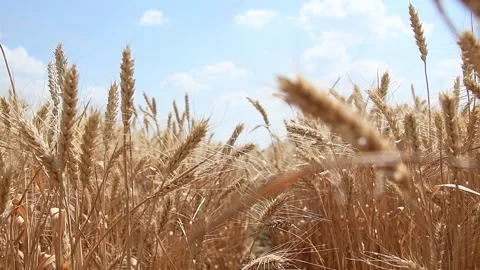 Wheat Field. Ears of wheat close up Vídeos de archivo 157231921