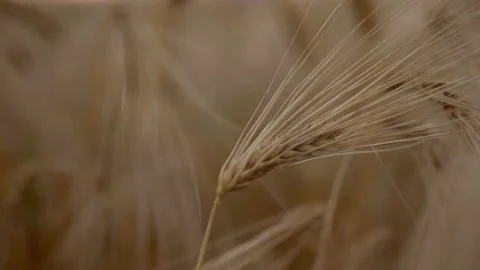 Wheat Field, Ears of wheat close up, Harvest and harvesting concept, Field of Video stock 172066648