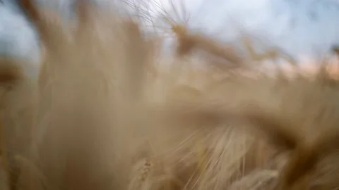 Wheat Field, Ears of wheat close up, Harvest and harvesting concept, Field of Video stock 172066722