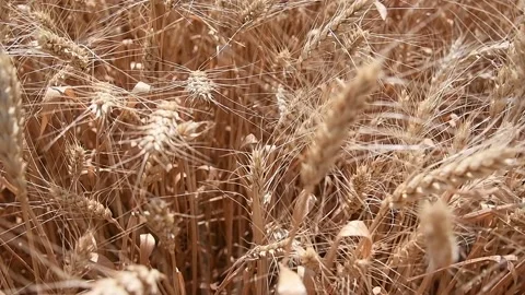 Wheat Field. Ears of wheat close up Stock Footage 195972901