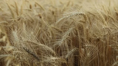 Wheat Field. Ears of wheat close up. Harvest and harvesting concept. Stock Footage 202276256