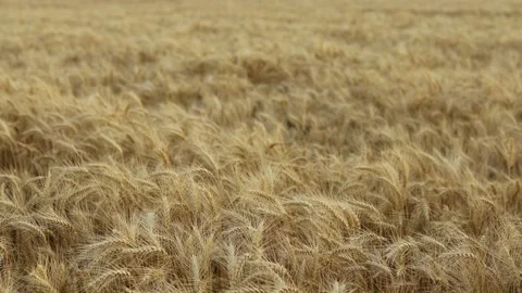 Wheat Field. Ears of wheat close up. Harvest and harvesting concept. Stock Footage 202276670