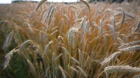 Wheat field. Ears of wheat close-up. Stock Footage 202877399