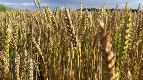 Wheat Field. Ears of wheat close up. Stock Footage 224537579