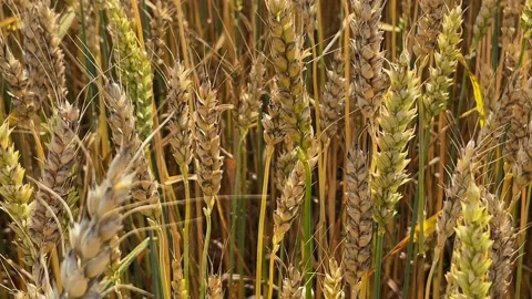 Wheat Field. Ears of wheat close up. Stock Footage 224537670