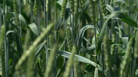Wheat Field. Ears of wheat close up. Harvest and harvesting concept. Corn of Video stock 240397414
