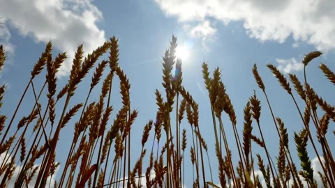 Wheat field , ears of wheat close up. a grain shortage, agriculture industry Stock Footage 271379859