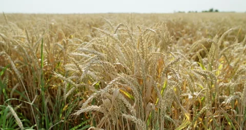 A wheat field, ears of wheat . Golden ears of wheat in close-up. View of a field Vídeos de archivo 262625317