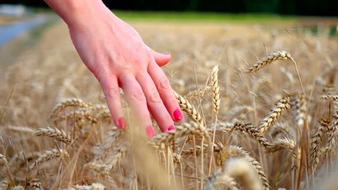 Wheat field. Ears of wheat holds a hand close-up. Harvest concept Stock Footage 202168749