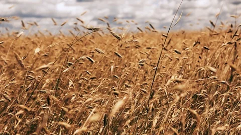 Wheat field, ears of wheat swaying from the gentle wind Stock Footage 128549669