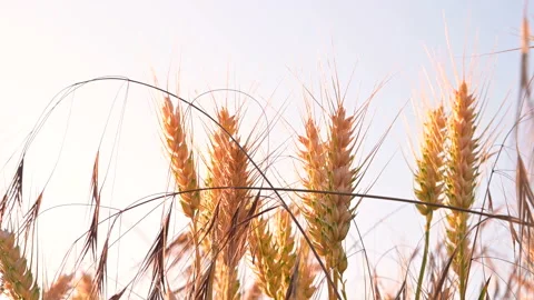 Wheat field, ears of wheat swaying from the gentle wind. Golden ears are slowly Vidéo 155884192