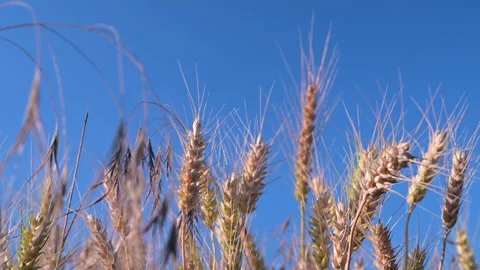 Wheat field, ears of wheat swaying from the gentle wind. Golden ears are slowly Vidéo 155884275