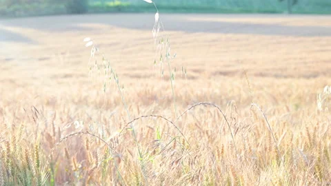 Wheat field, ears of wheat swaying from the gentle wind. Golden ears are slowly Video stock 155884409
